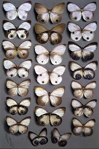 Farfalle papuane 2
