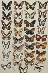 Trentatré farfalle, in quattro colonne, appartenenti alle famiglie Papilionidae e Danainae da Marian Ellis Rowan