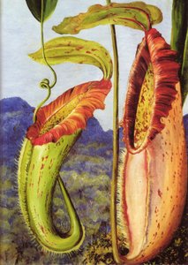 Una nuova pianta lanciatrice delle montagne calcaree di Sarawak, Borneo da Marianne North