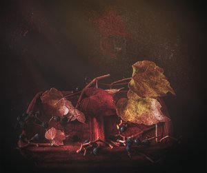 Foglie autunnali malinconiche da Marie-anne Stas