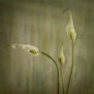  da Marie-anne Stas