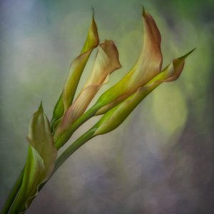  da Marie-anne Stas