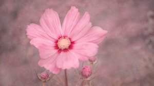 Cosmos rosa tenue da Marie-anne Stas