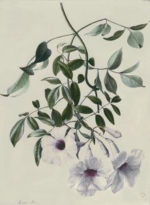 Gelsomino da Marie Anne