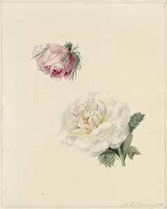 Studi di una rosa rosa e una bianca da Marie Louise Praetorius