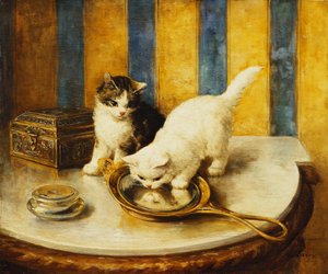 Riflessioni Feline da Marie Yvonne Laur