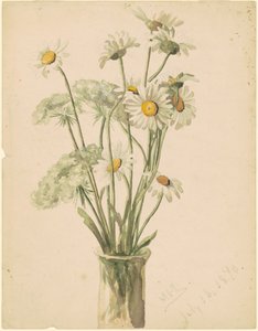 Margherite e Fiore della Regina Anna da Marietta Minnigerode Andrews