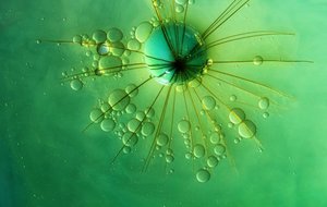 Bolla verde a forma di stella da Marijose Cueli