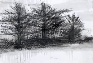 Alberi
