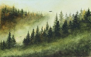 Foresta sempreverde nella nebbia