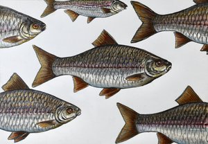 Illustrazione di un pesce che nuota
