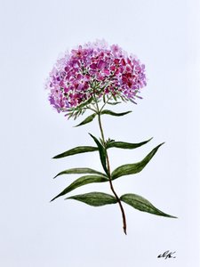 Vivace fioritura botanica