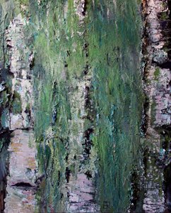 Corteccia di betulla ricoperta di muschio verde