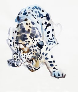 Leopardo arabo, 2008 da Mark Adlington