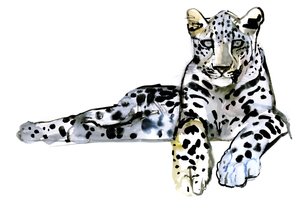 Leopardo arabo, 2008 da Mark Adlington