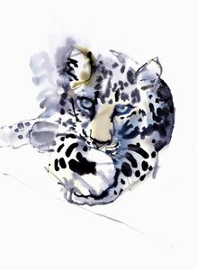 Leopardo Arabo, 2008 da Mark Adlington