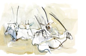 Oryx arabo, 2010 da Mark Adlington