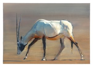 Oryx arabo, 2010