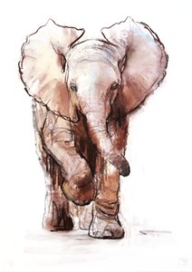Elefantino, Loisaba da Mark Adlington