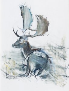 Cervo nell