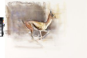 Vento del deserto (Gazzella araba), 2010 da Mark Adlington
