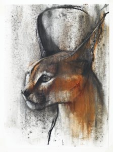 Caracal Egiziano (Arabo), 2009 (conte e carboncino su carta) da Mark Adlington