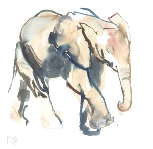Elefantino, Loisaba, 2017 da Mark Adlington