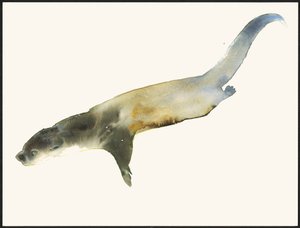 Lontra europea