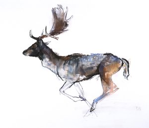 Cervo serale (daino), 2007