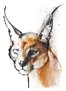 Felino (Caracal arabo), 2009 da Mark Adlington