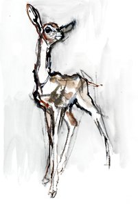 Gerenuk Cucciolo, Sarara da Mark Adlington
