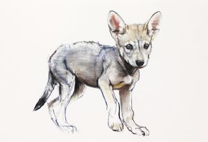 Cucciolo di Lupo Arabo Esitante, 2009