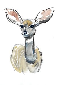 Cerbiatto di Kudu, Sarara, 2018 da Mark Adlington