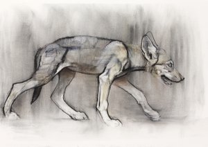 Cucciolo magro (Lupo arabo), 2009