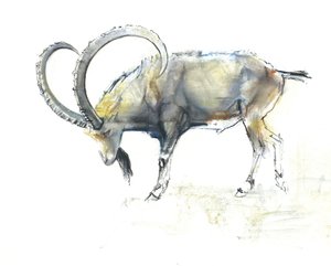Stambecco della Nubia da Mark Adlington