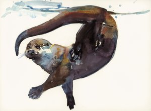 Studio di lontra II - 