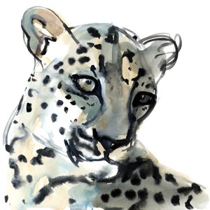 Persiano, 2015 da Mark Adlington