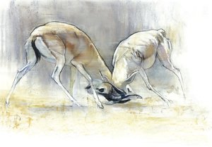 Gazzelle della sabbia, 2009 da Mark Adlington