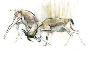 Gazzelle della sabbia, 2009 da Mark Adlington