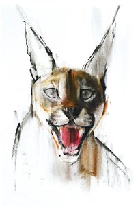 Ringhio (Caracal arabo), 2009 da Mark Adlington