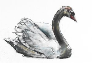 Cigno da Mark Adlington