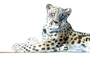 Tilt (Leopardo Arabo), 2015 da Mark Adlington