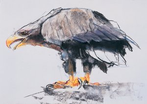 Aquila di mare dalla coda bianca, 2001 da Mark Adlington