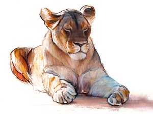 Leonessa yogi, 2019 da Mark Adlington