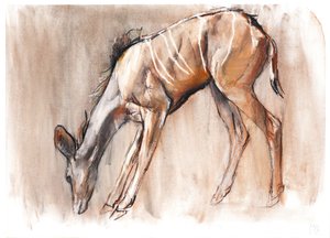 Giovane Kudu, Loisaba, 2018 da Mark Adlington