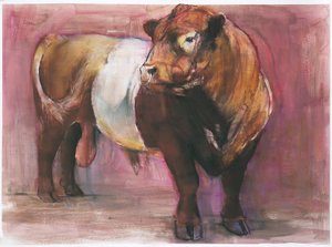 Zeus, toro Red Belted Galloway da Mark Adlington