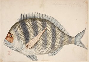 Un pesce da Mark Catesby