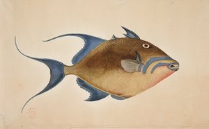 Un pesce
