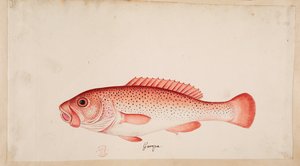 Un pesce.