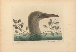 An Thymelaea foliis obtusis; Anseri Bassano &c: Il grande booby, tavola 86 da 